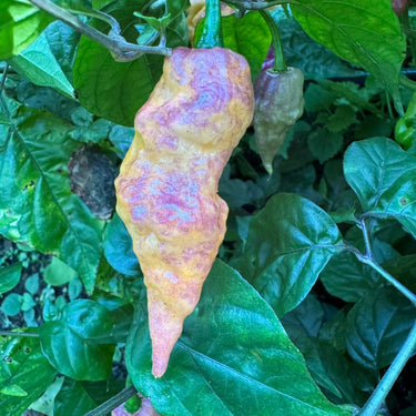 Bingo - Seeds - The Pepper Pantry (Formerly Marie Sharp's)